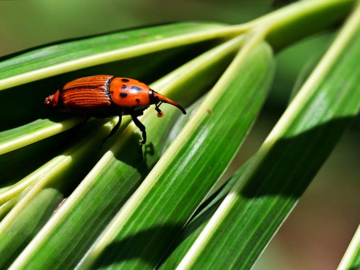 Rhynchophorus ferrugineus