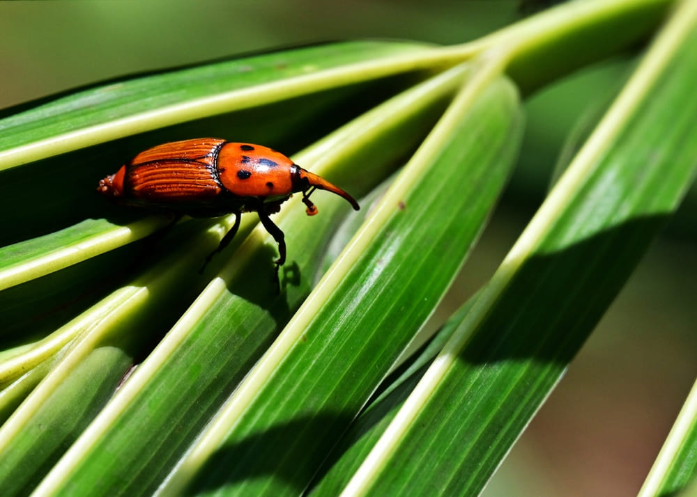 Rhynchophorus ferrugineus