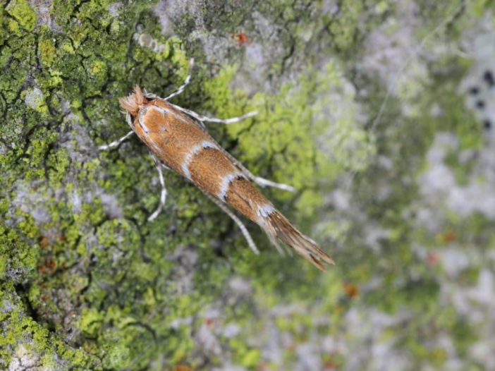 Cameraria ohridella