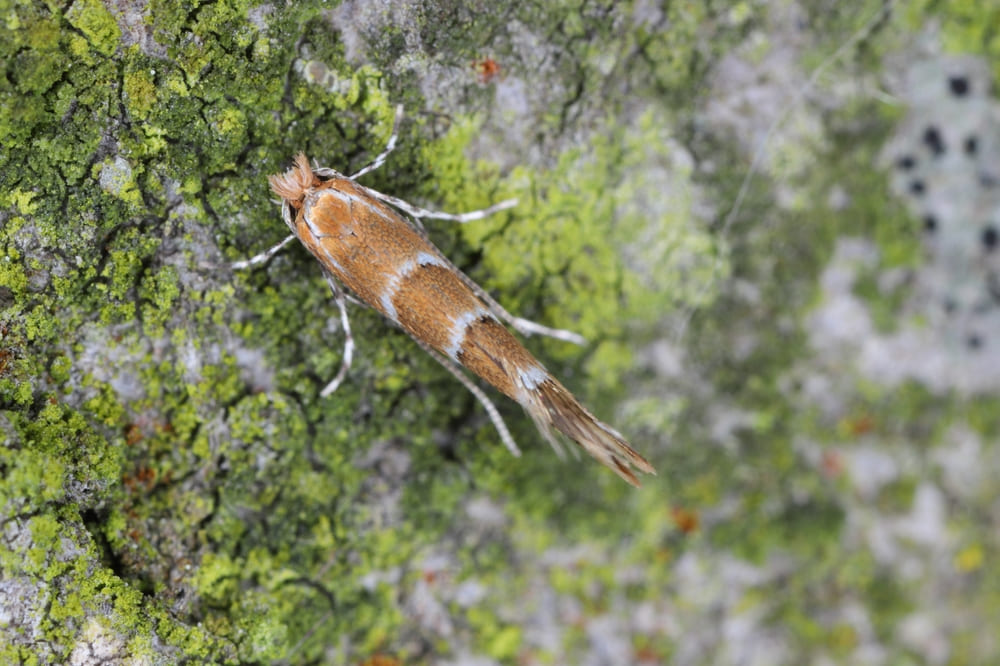 Cameraria ohridella