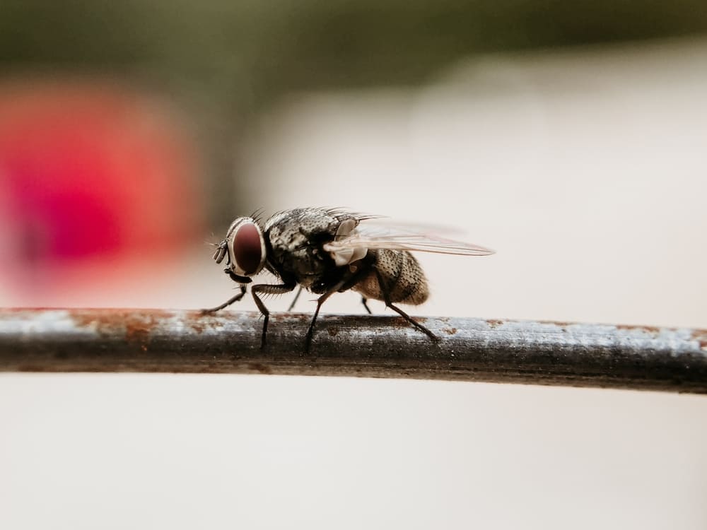 Musca domestica