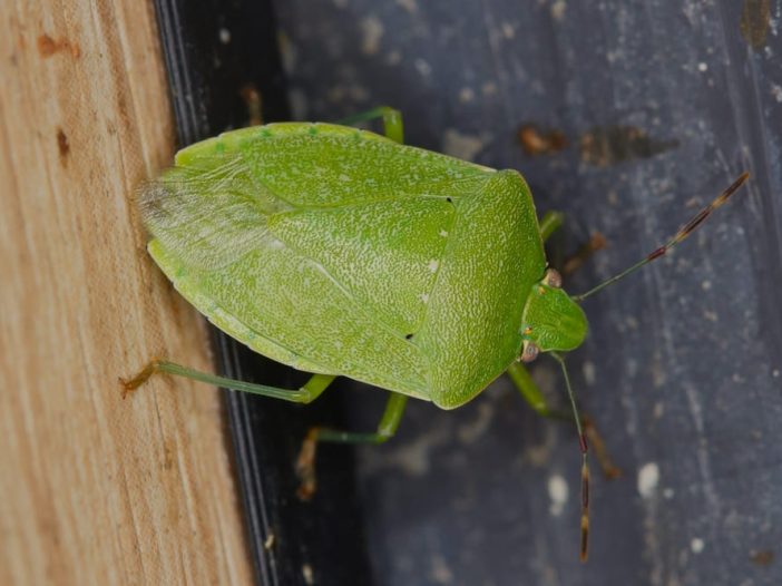 Nezara viridula