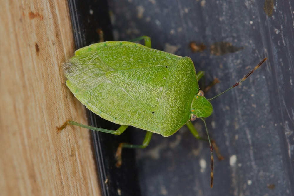 Nezara viridula