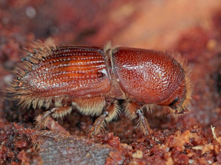 Ips typographus