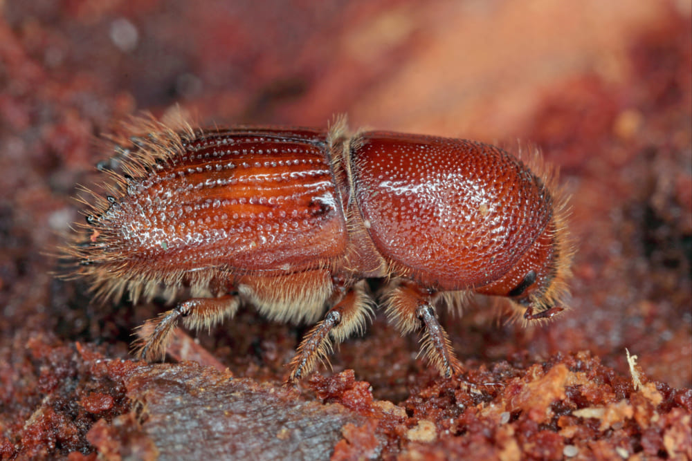 Ips typographus