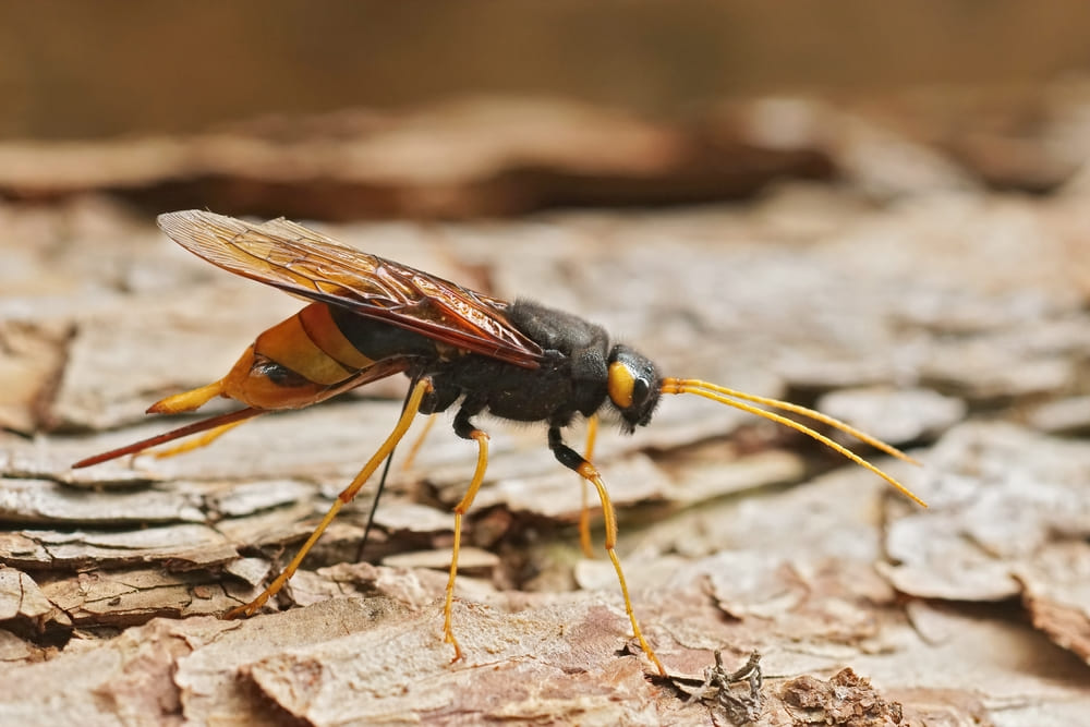 Urocerus gigas