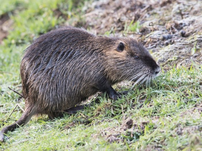 Myocastor coypus