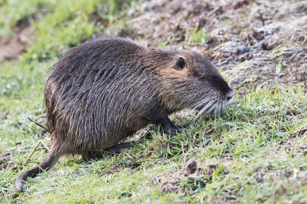 Myocastor coypus