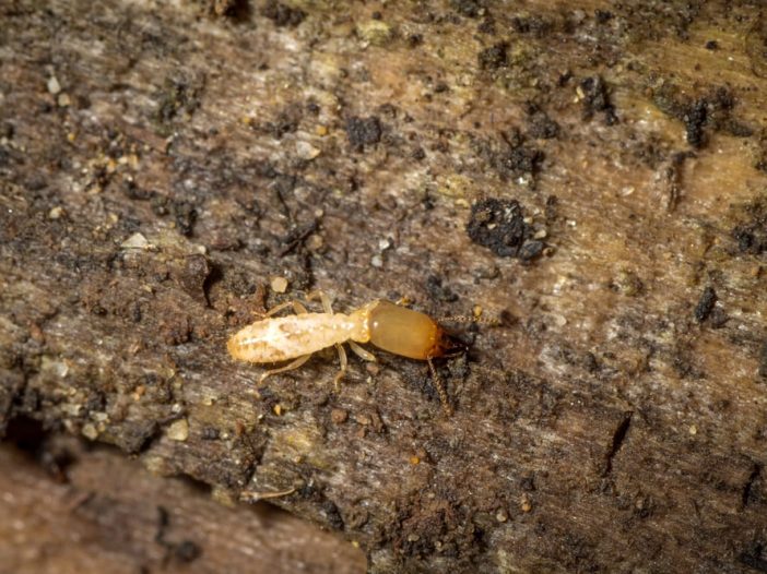 Reticulitermes lucifugus