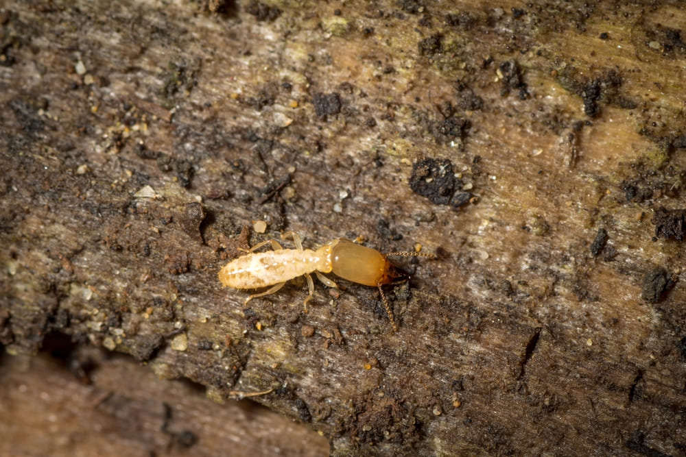 Reticulitermes lucifugus