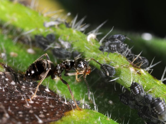 Lasius niger