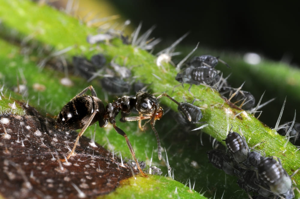 Lasius niger