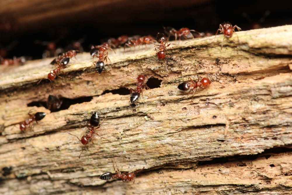 Crematogaster scutellaris