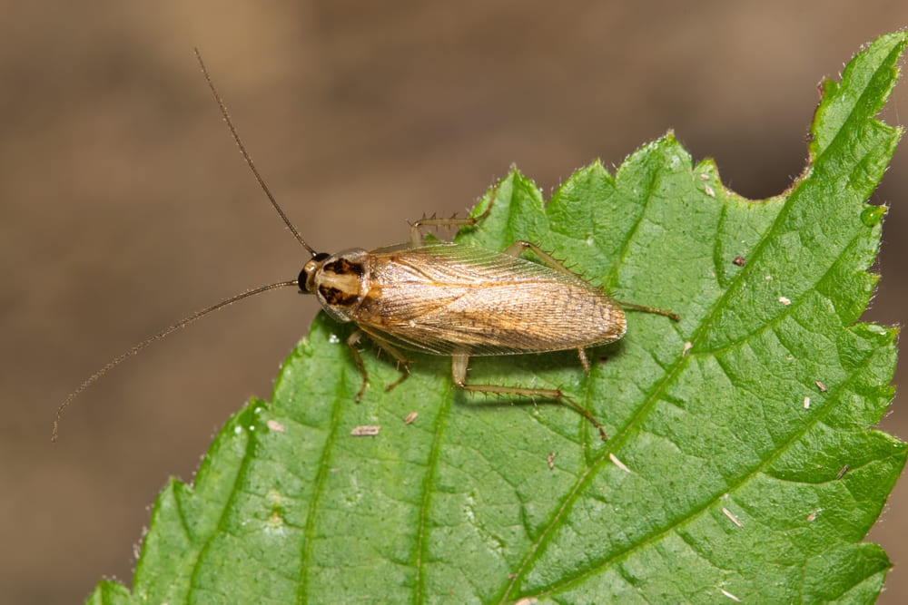 Blattella germanica