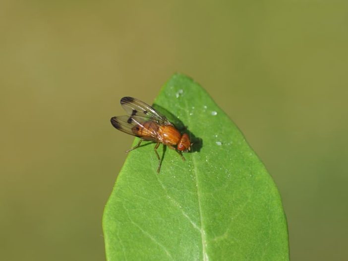 piophila casei