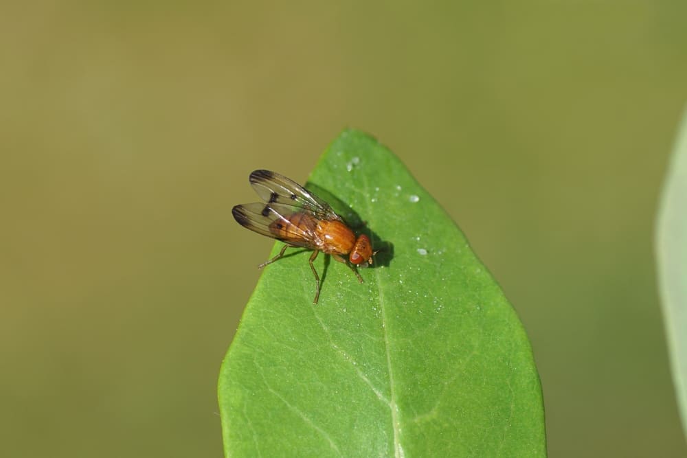 piophila casei