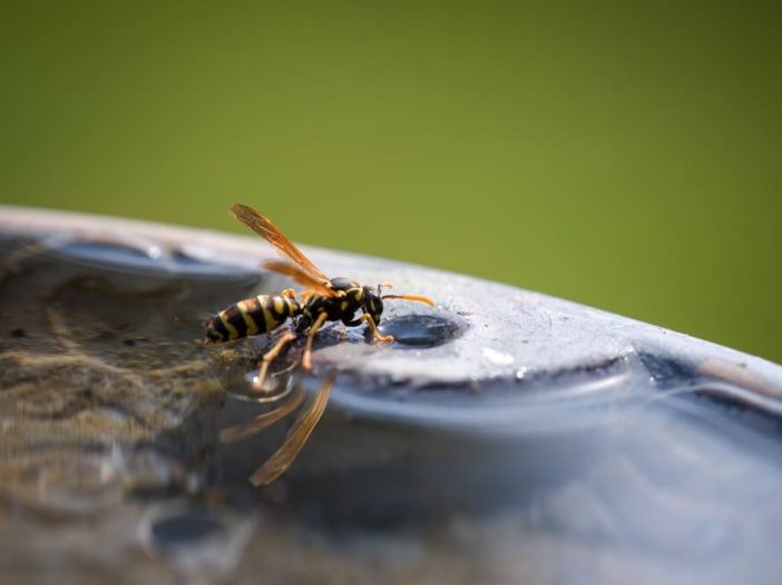 vespe acqua