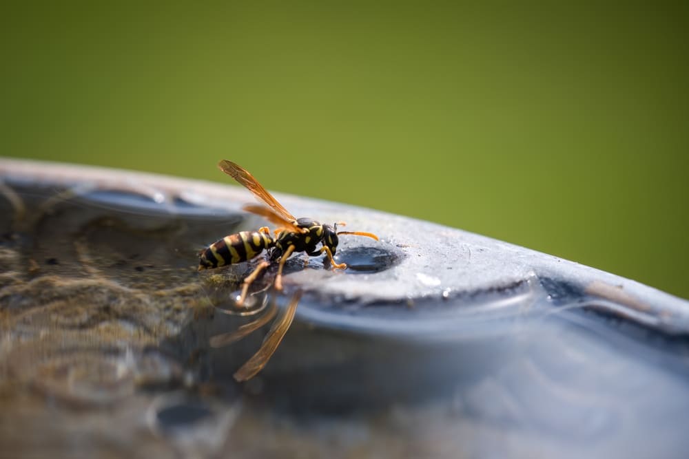 vespe acqua