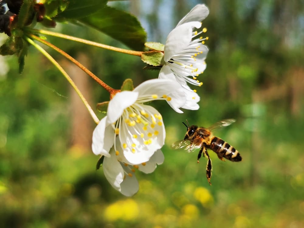 Trattamenti delle piante in fiore e salvaguardia delle api