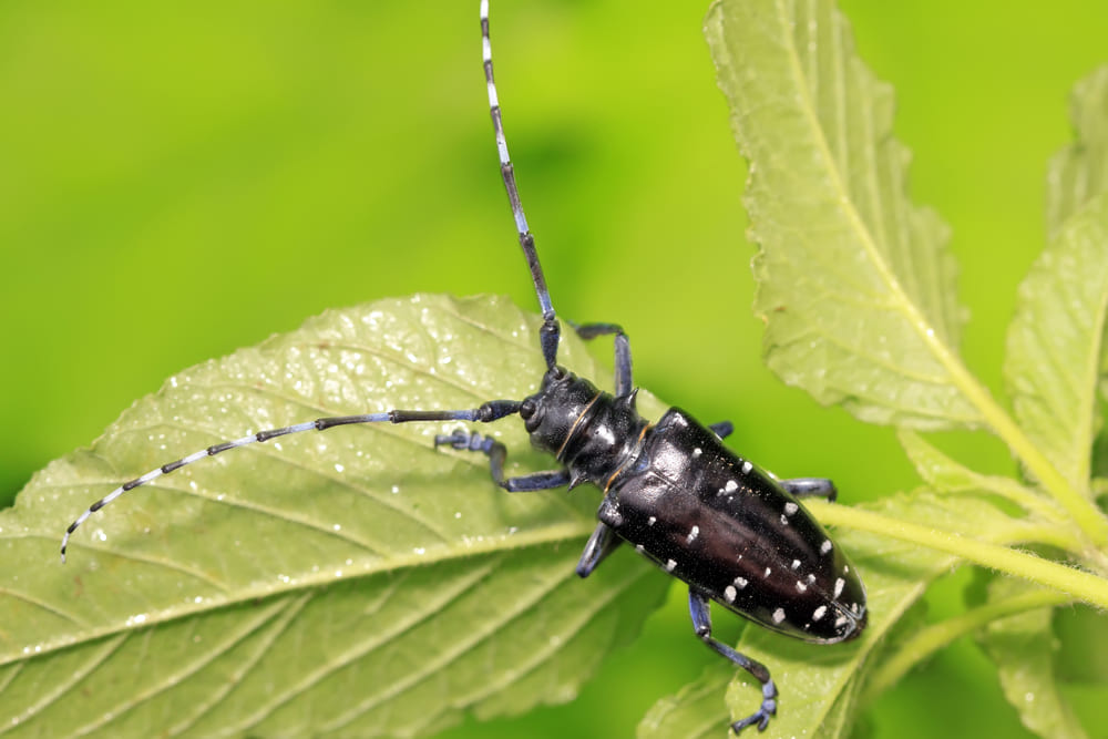 Anoplophora chinensis