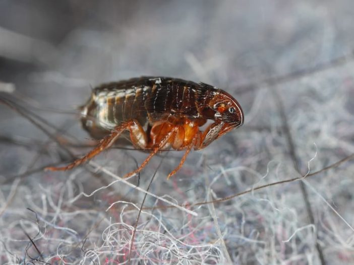 Ctenocephalides felis