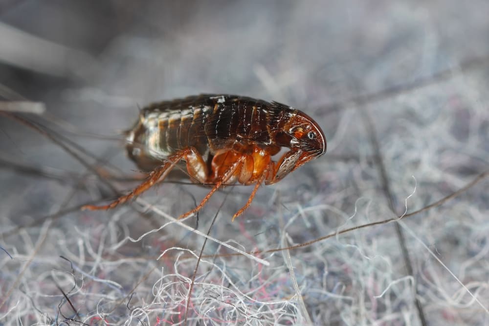 Ctenocephalides felis