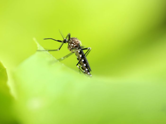 Aedes japonicus