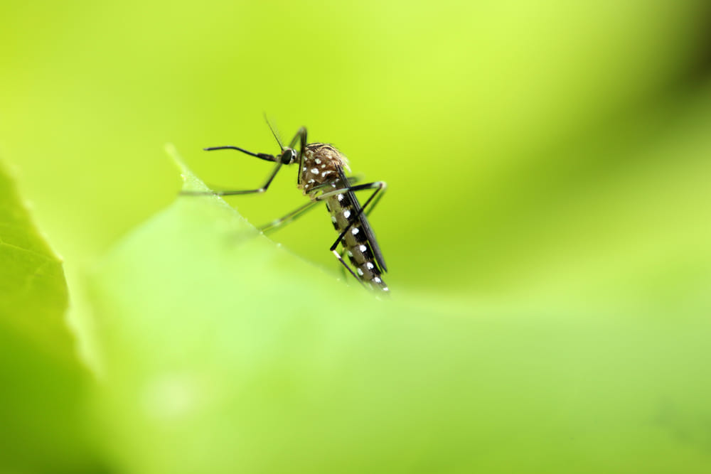 Aedes japonicus