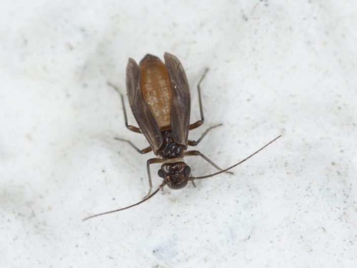 Psocoptera