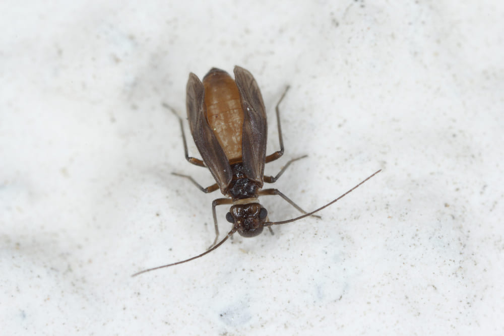 Psocoptera