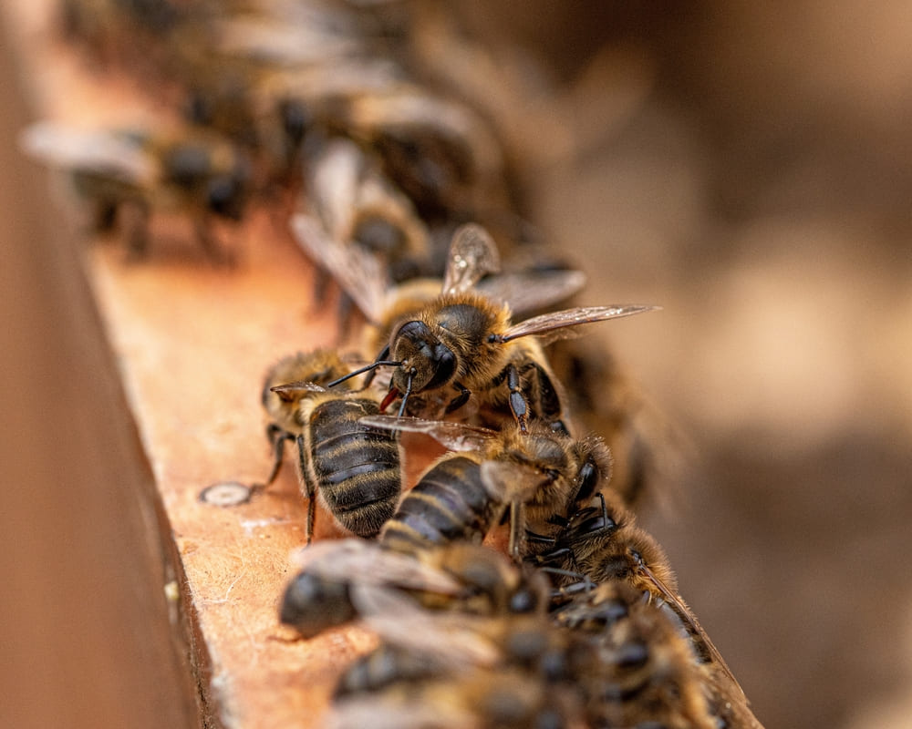 insetti grooming