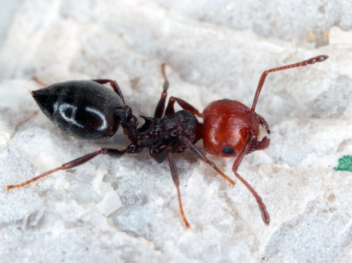 crematogaster scutellaris