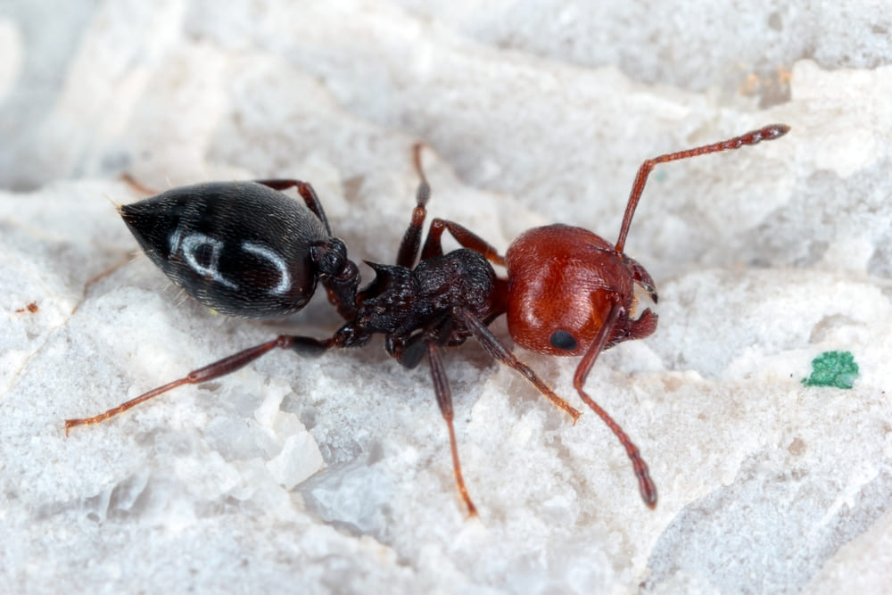 crematogaster scutellaris